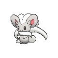 Cinccino